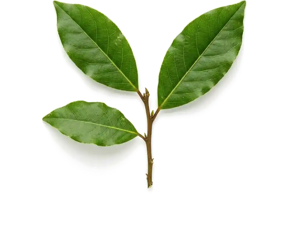 Herbal branch sprig